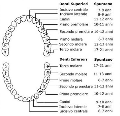 schema denti permanenti